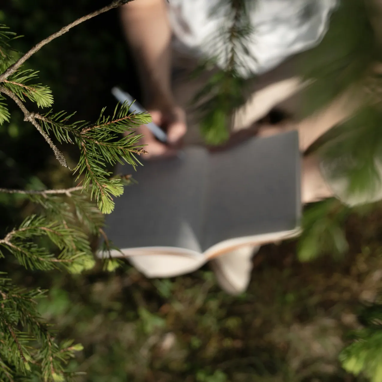 Bild von einem Schreiblock unter Fichten